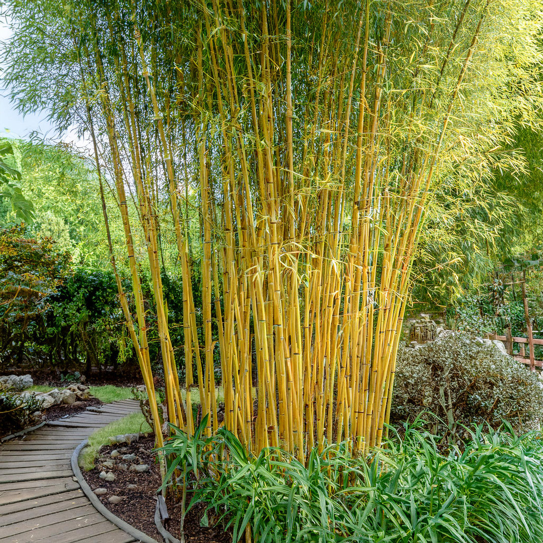 Bambou Vivax Aureocaulis