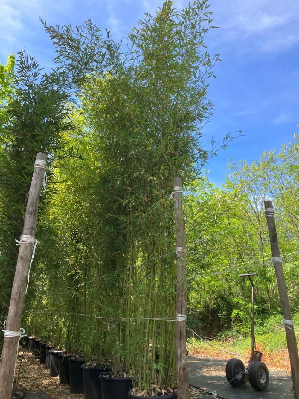 Bambou (Phyllostachys) Bissetii