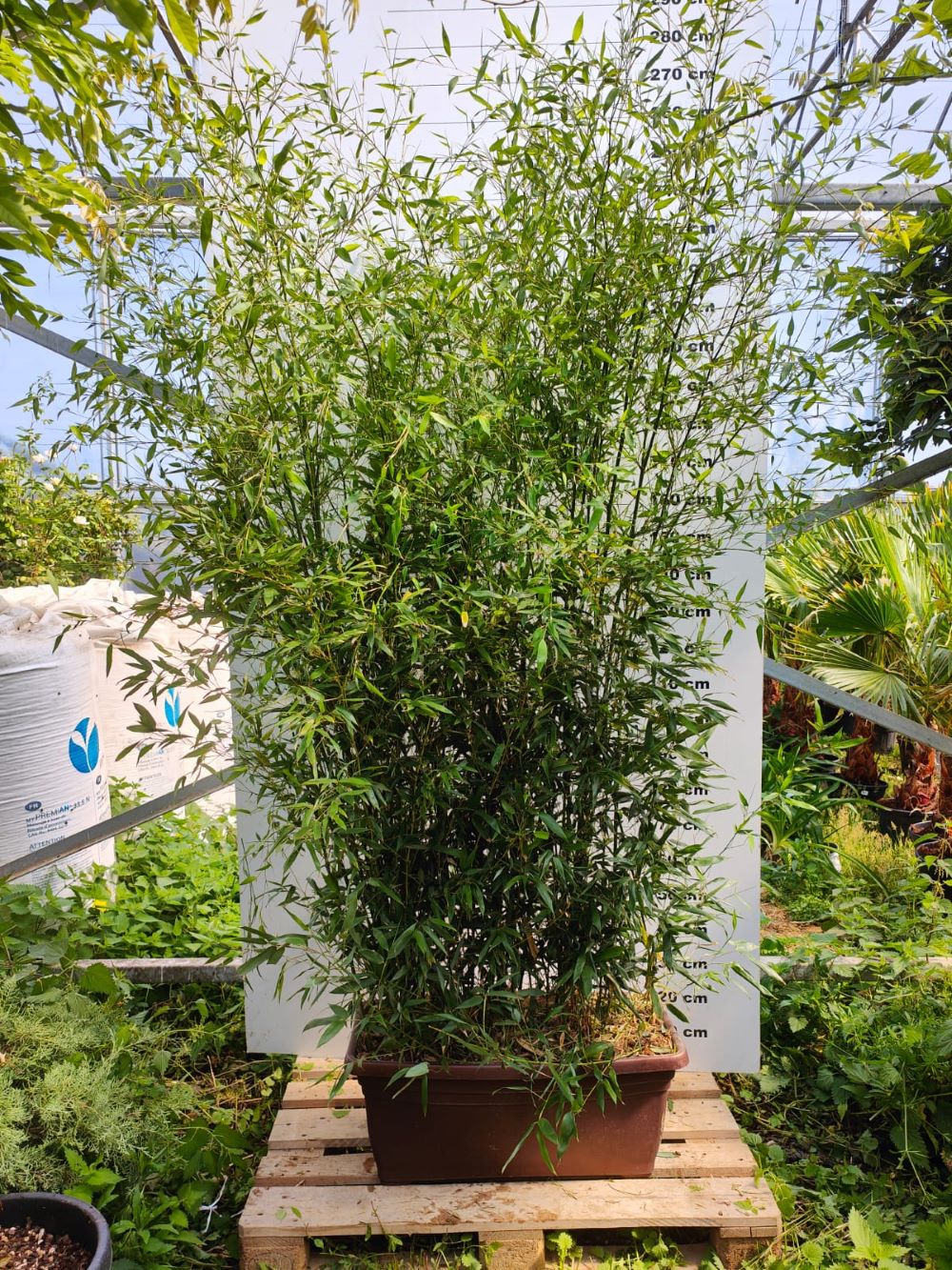 Bambou (Phyllostachys) Bissetii