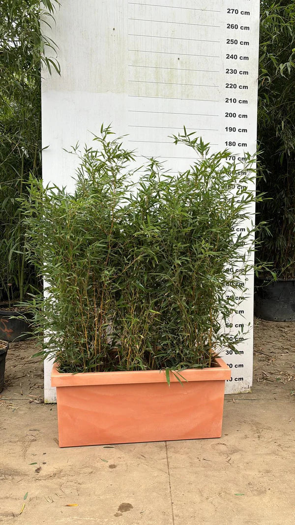 Jardinière Cagliari - 140L