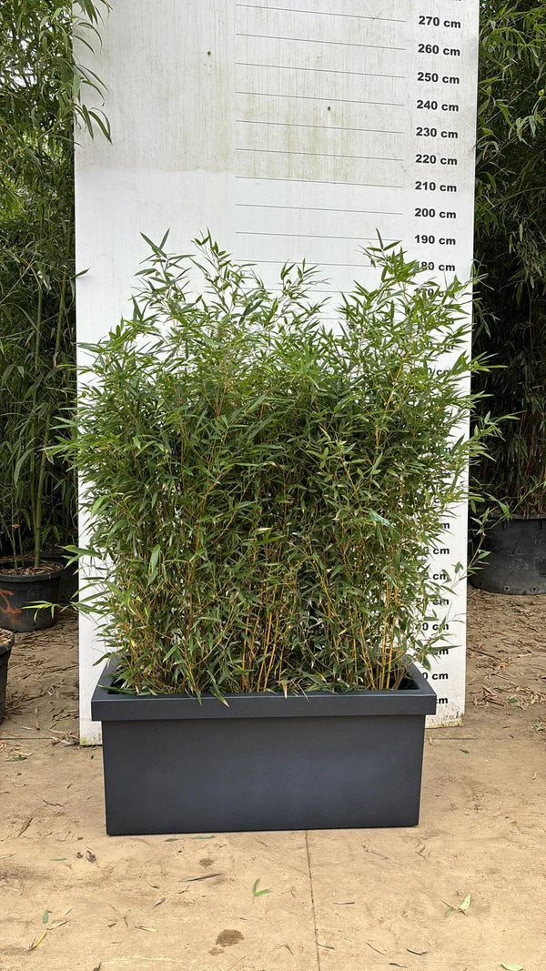 Jardinière Cagliari - 140L