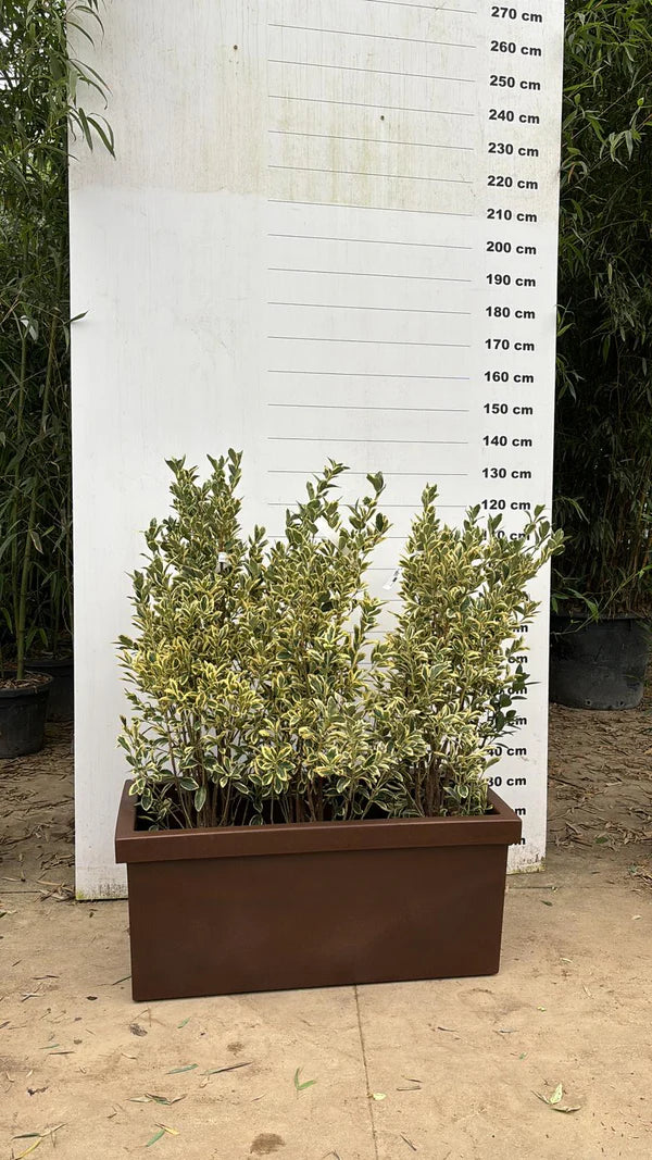 Jardinière Cagliari - 140L