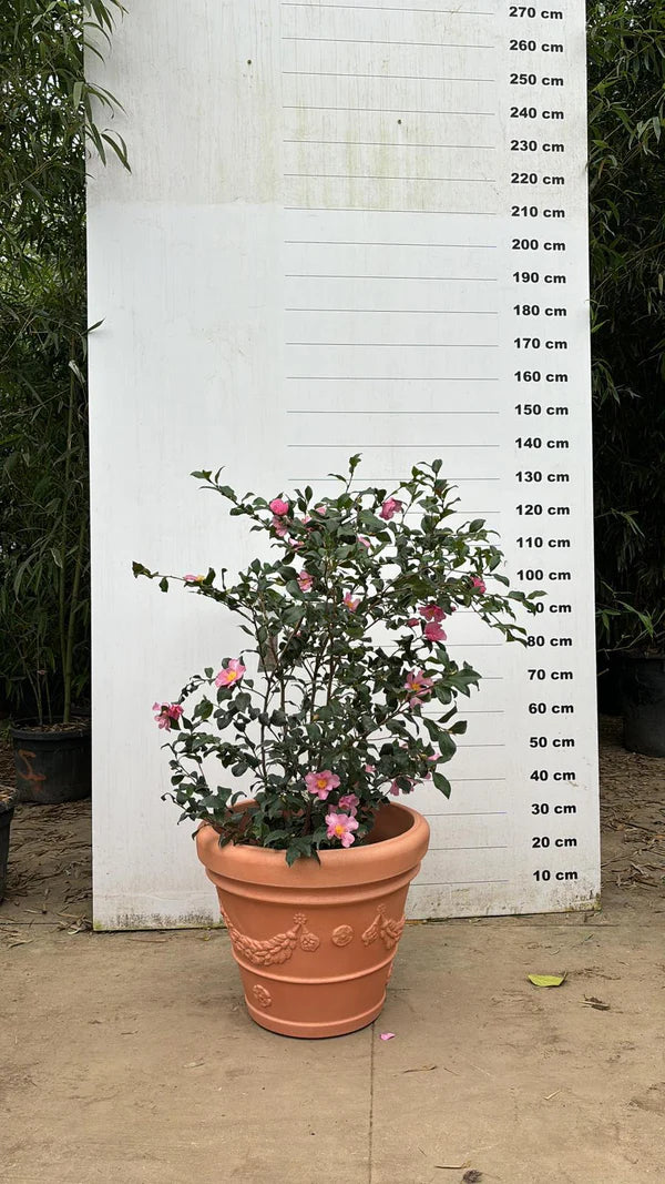 Pot Genova - 35/65/100/120/160L