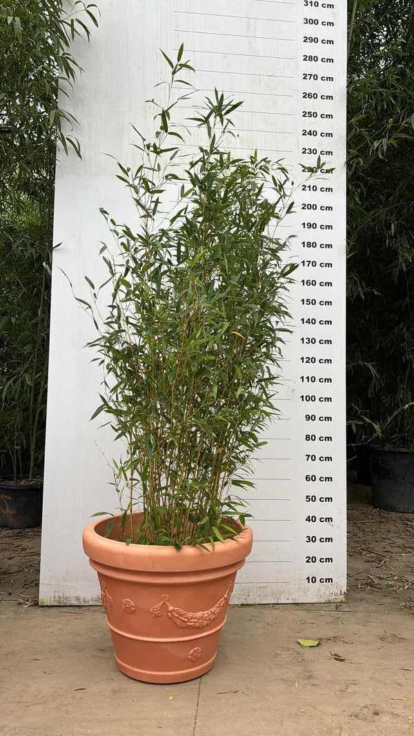 Pot Genova - 35/65/100/120/160L