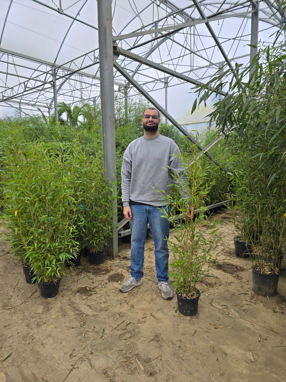 Bambou (Phyllostachys) Aurea
