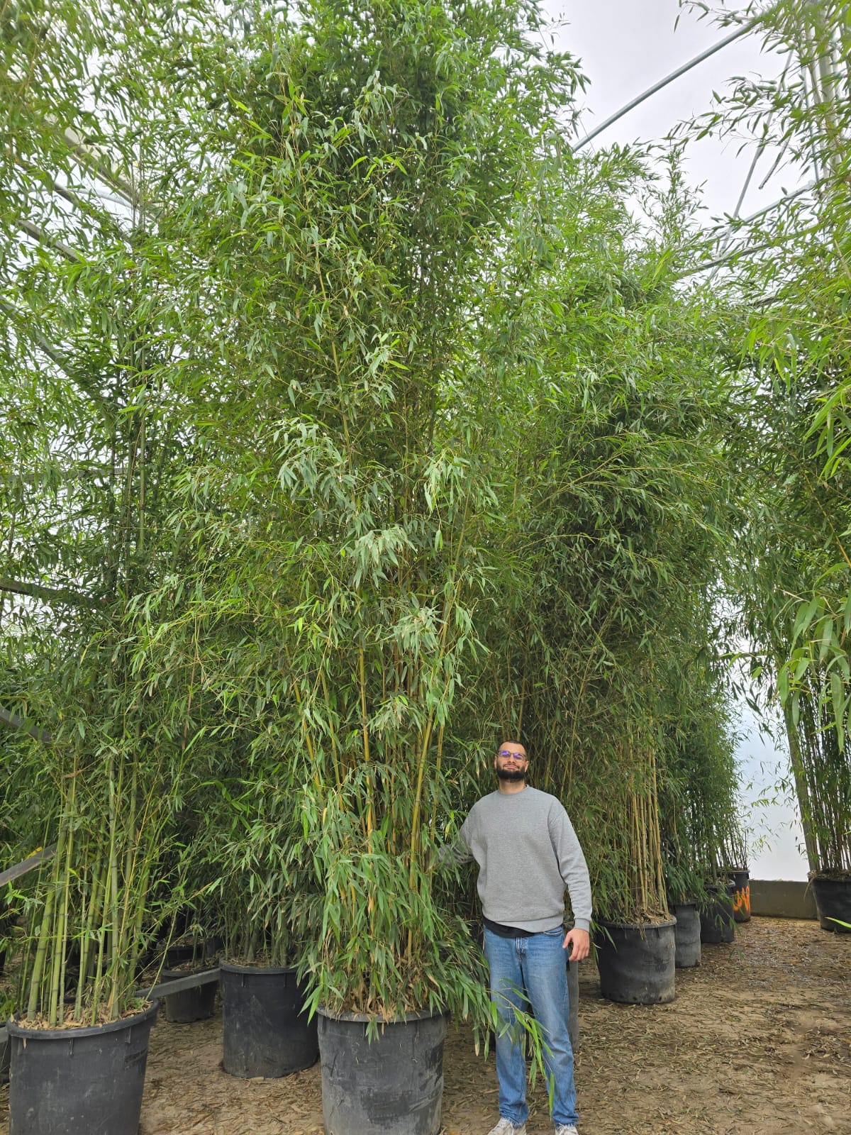 Bambou (Phyllostachys) Aurea