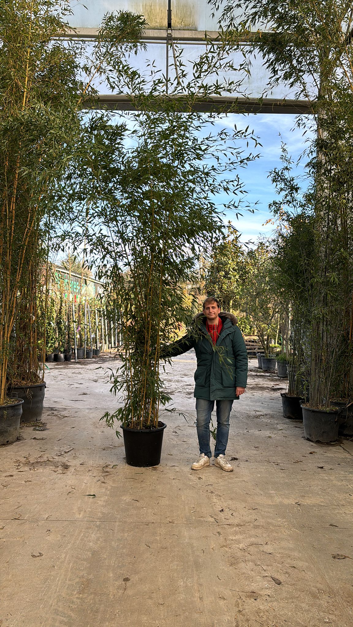 Bambou (Phyllostachys) Aureosulcata Aureocaulis