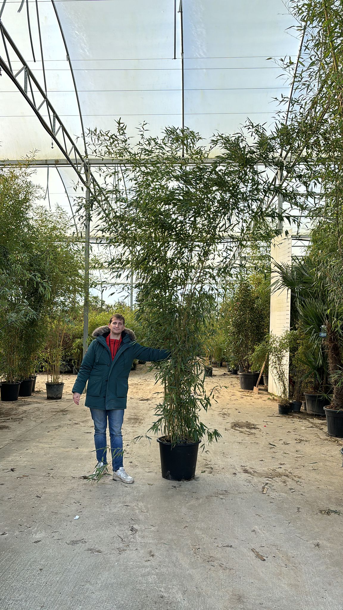 Bambou (Phyllostachys) Aureosulcata Spectabilis