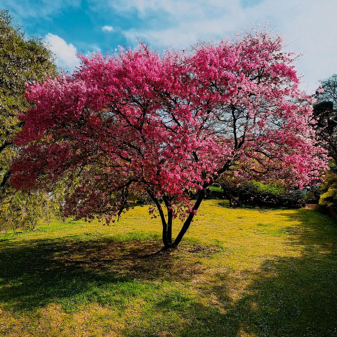 Cornouiller d'Amérique (Cornus Florida Cherokee)