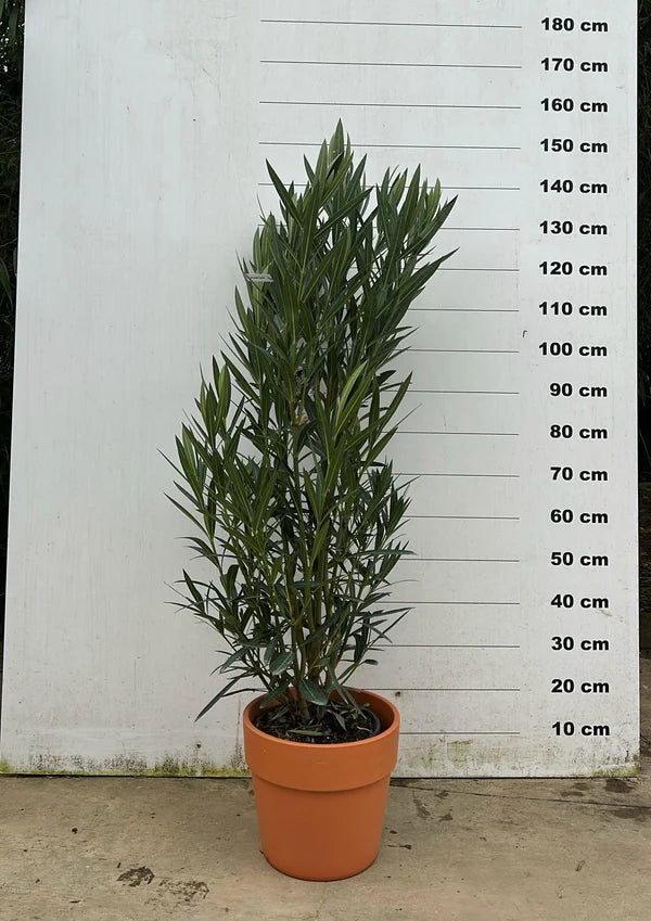 Amalia - Pot en terre cuite