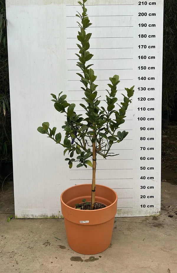 Amalia - Pot en terre cuite