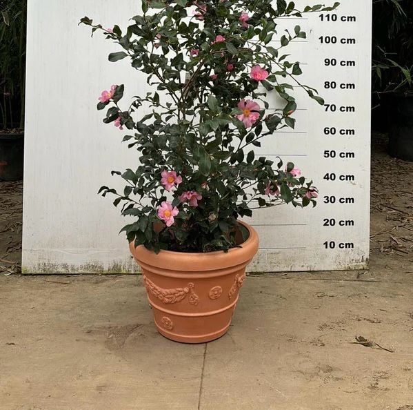 Pot Genova - 35/65/100/120/160L