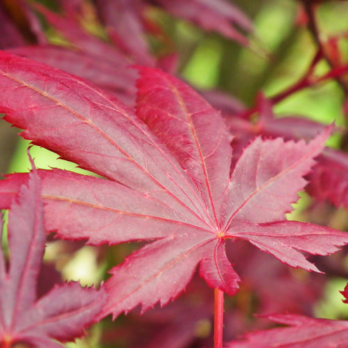 Acer Palmatum 'Little red'