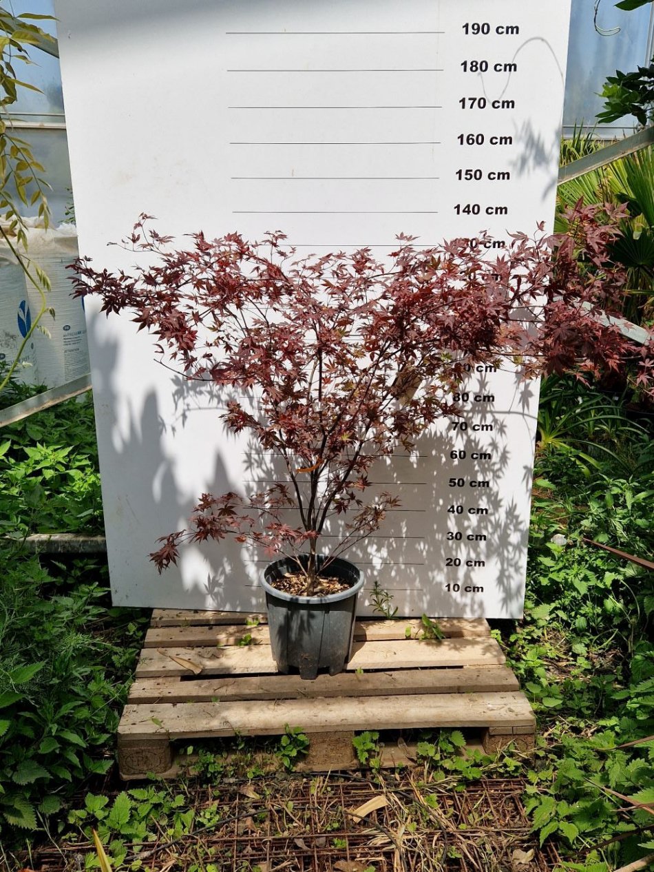 Acer Palmatum Atropurpureum