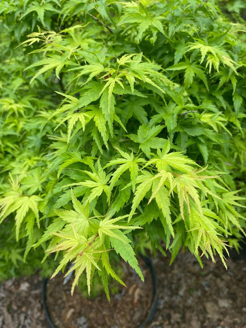 Acer Palmatum 'Going Green'
