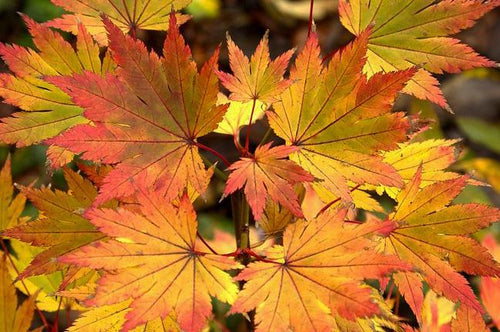 Acer Shirasawanum Jordan