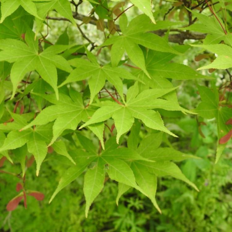 Acer Palmatum Osakazuki