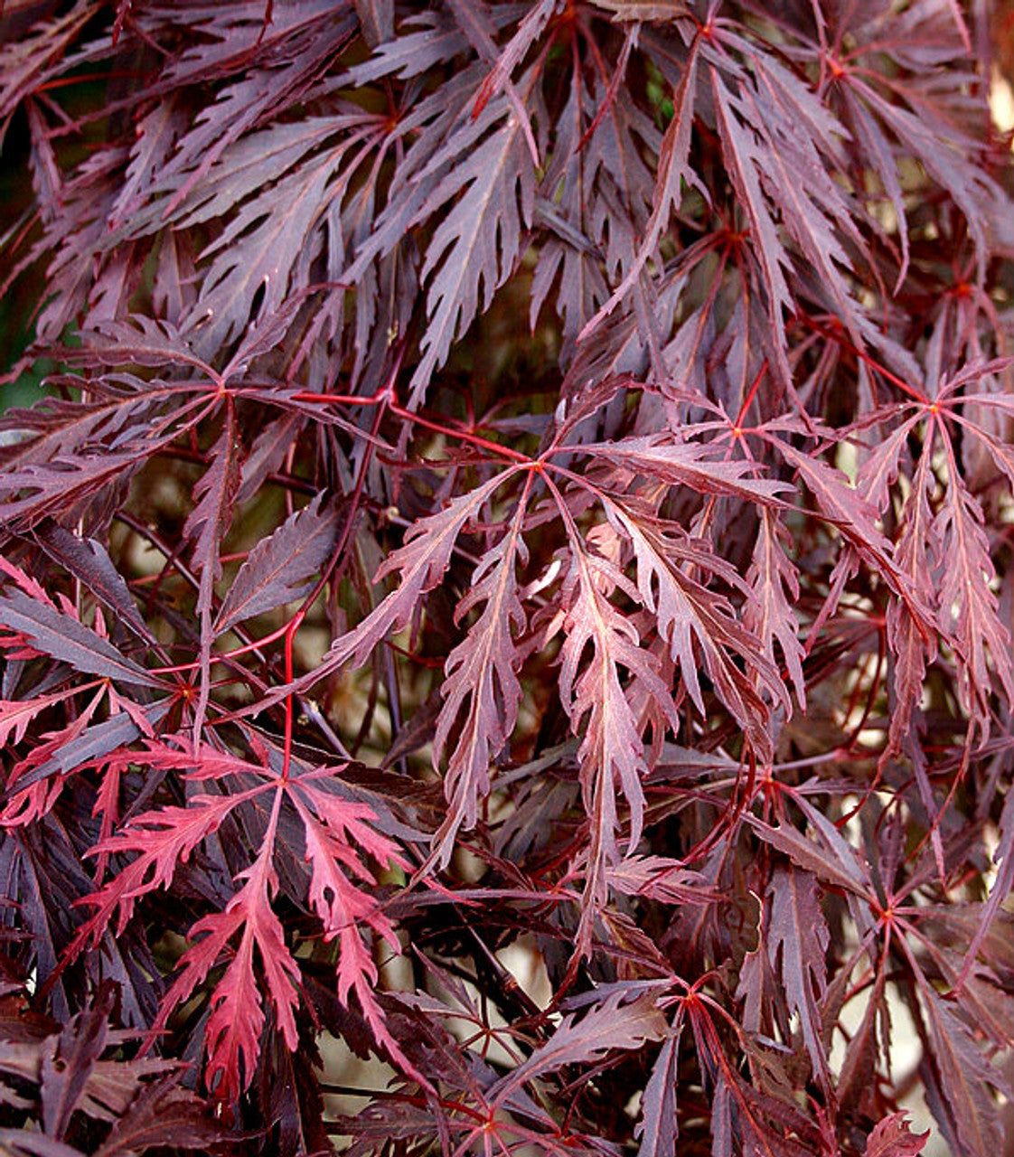 Acer Dissectum Garnet