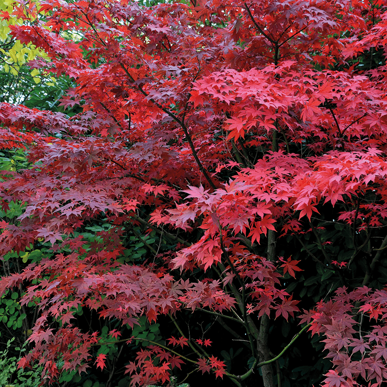 Acer Palmatum Bloodgood
