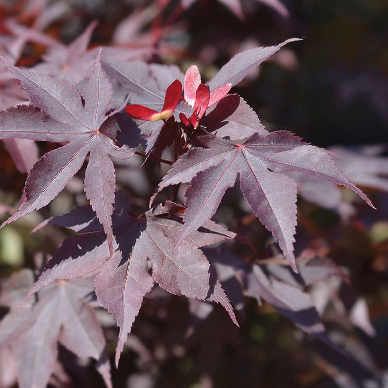 Acer Palmatum Bloodgood