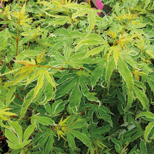 Acer Palmatum Butterfly