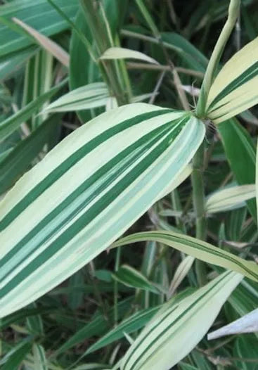 Bambou Metake Variegata (Arund.Jap.Varieg.)