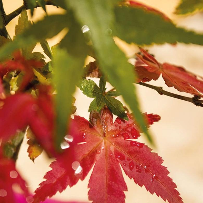 Acer Palmatum Deshojo