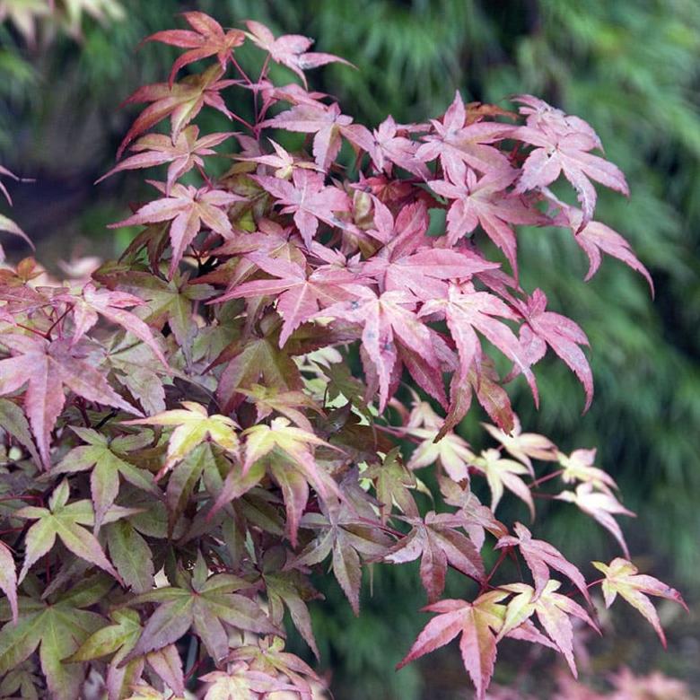 Acer Palmatum Deshojo