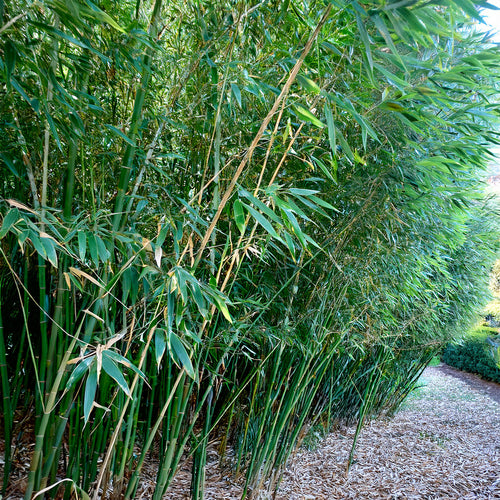 Bambou Fastuosa