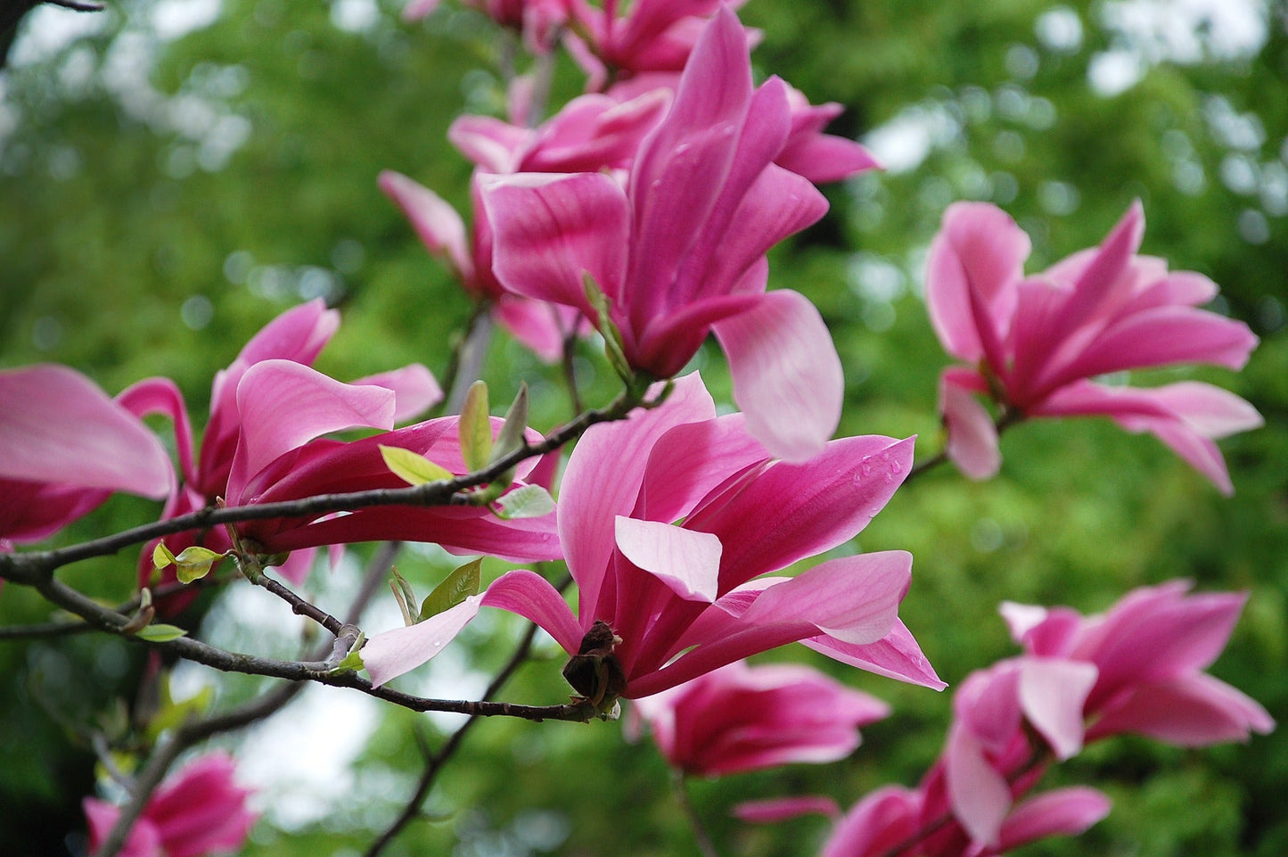 Magnolia Susan
