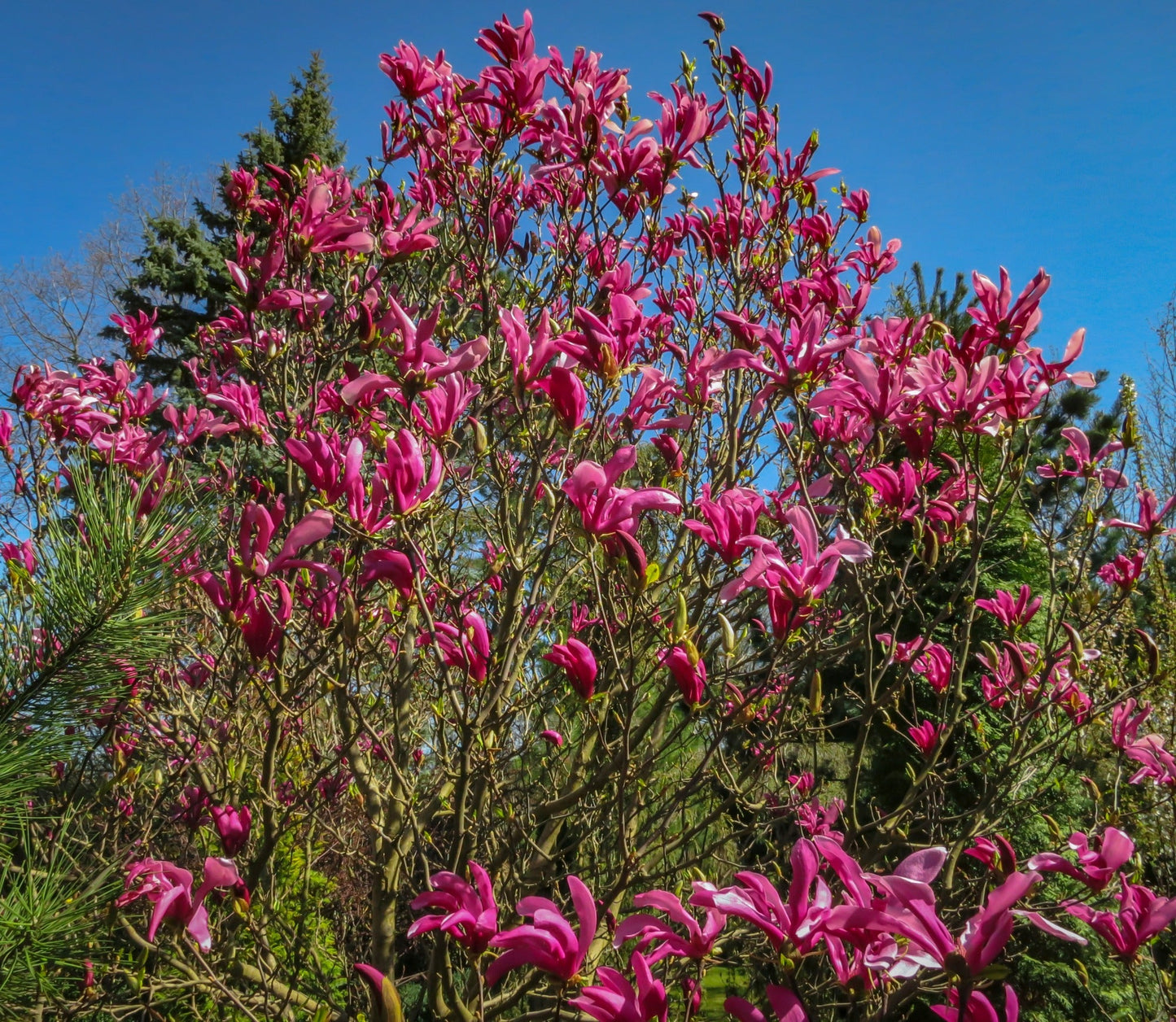 Magnolia Susan