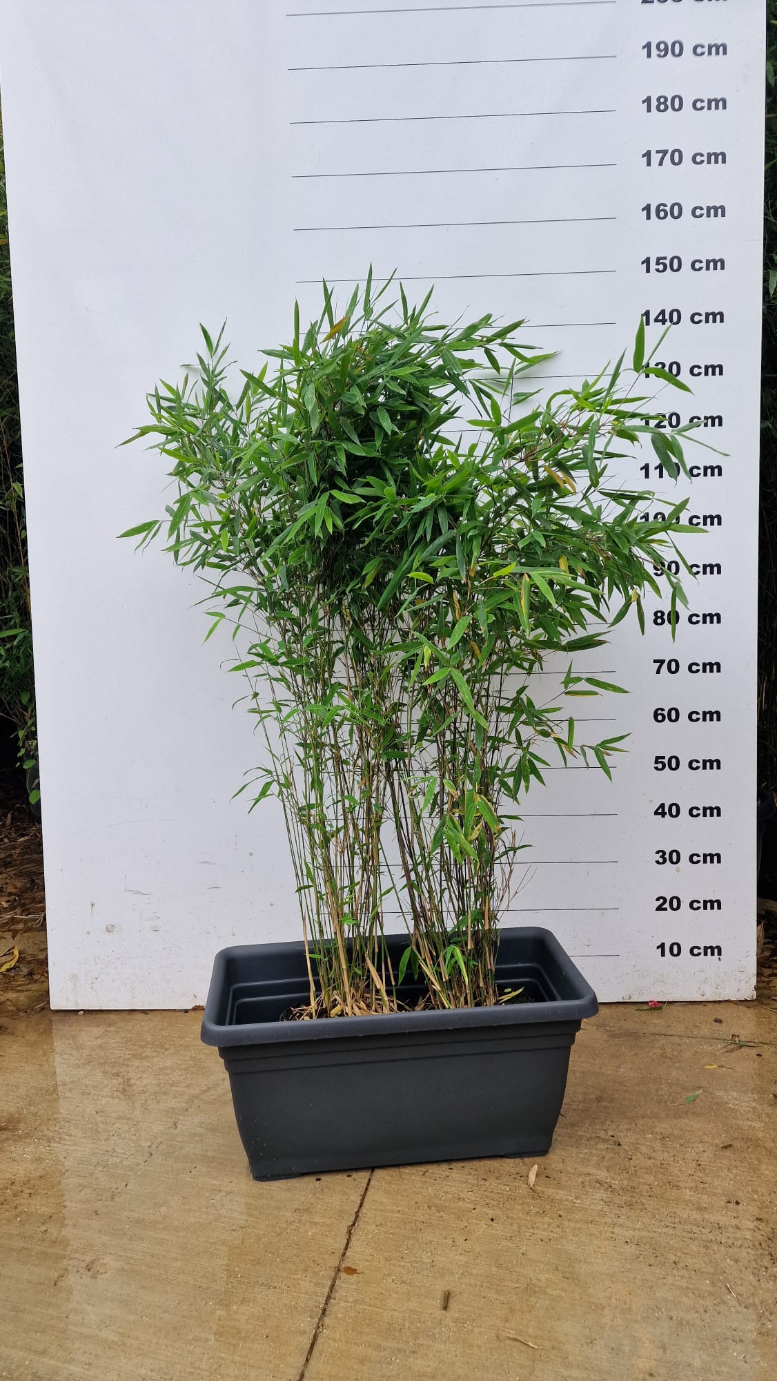 Jardinière Spécial Bambou - 30/50/110L