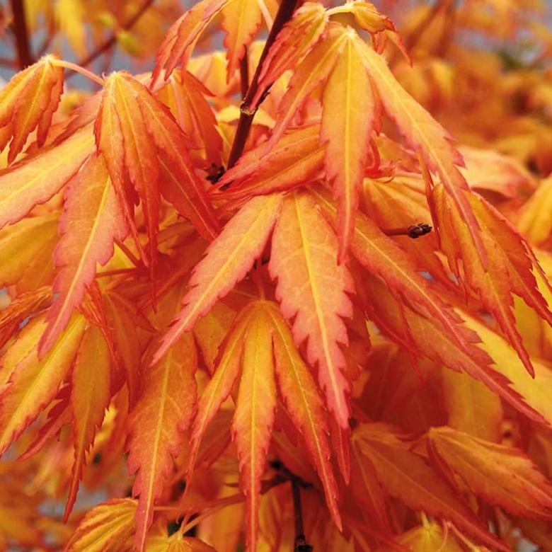 Acer palmatum Katsura