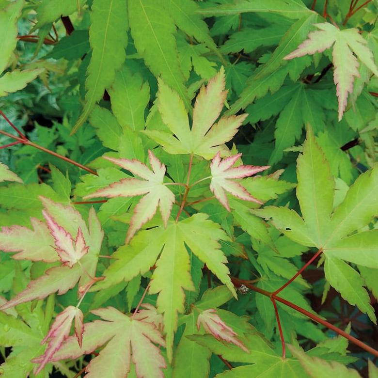 Acer palmatum Katsura