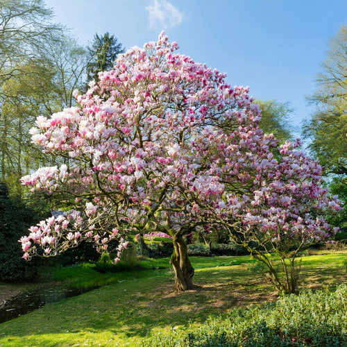 Magnolia Soulangeana