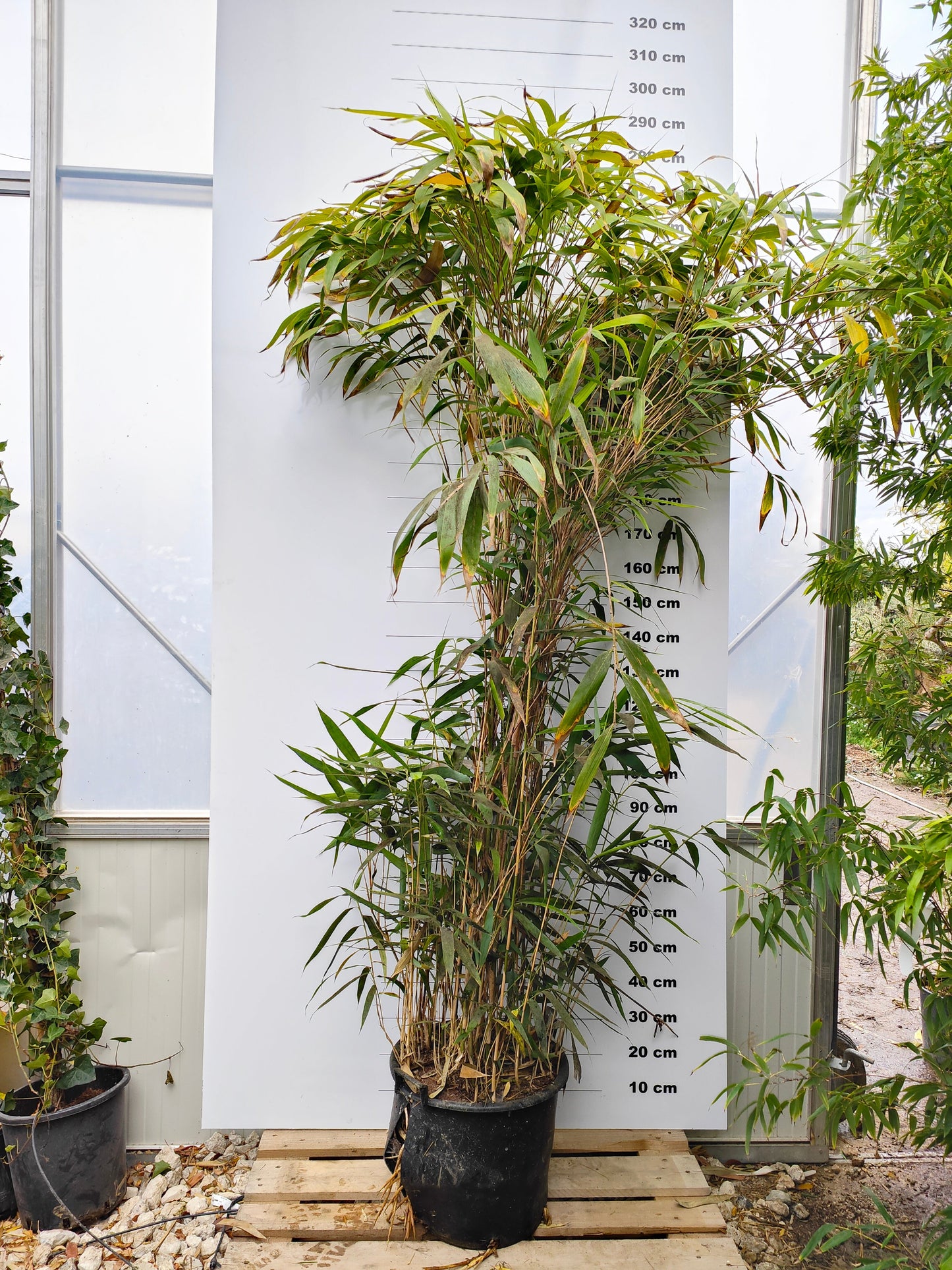 Bambou Metake (Arundinaria Japonica)