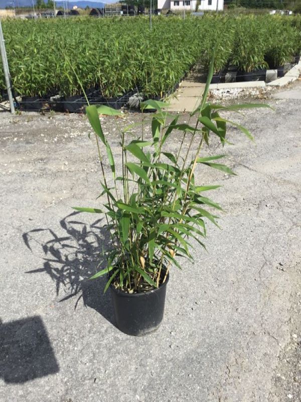 Bambou Metake (Arundinaria Japonica)