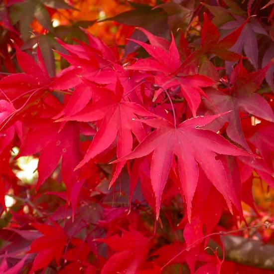 Acer Palmatum Osakazuki