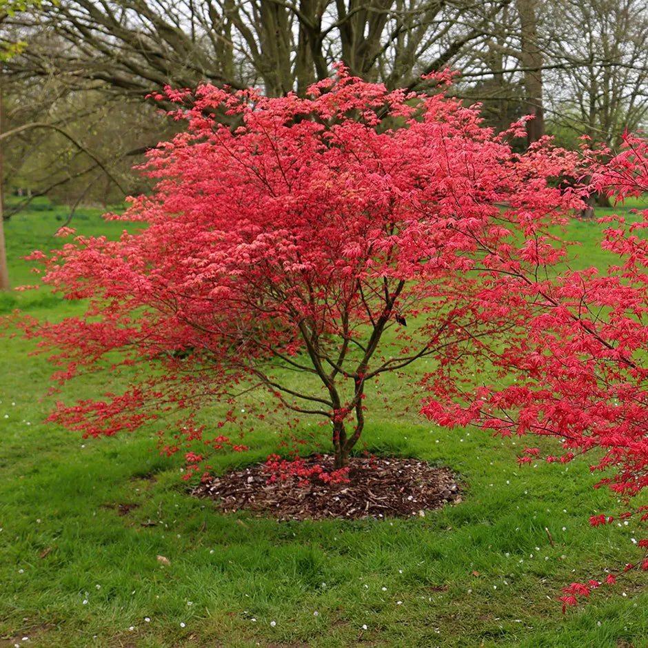 Acer Palmatum 'Beni Maiko'