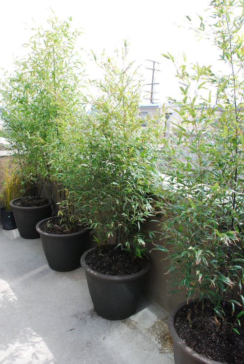 tom.arthur https://www.flickr.com/photos/tomarthur/