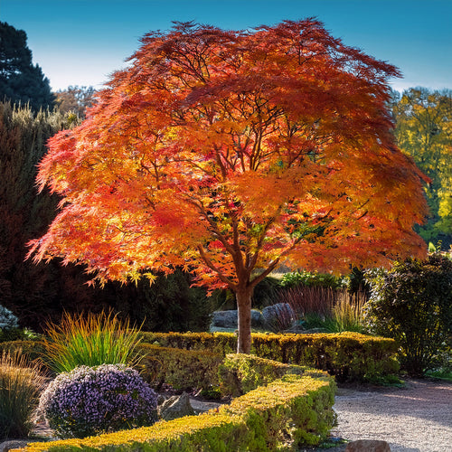 Acer palmatum ‘Orange Dream’ : comment réussir la plantation et l’entretien de cet érable japonais