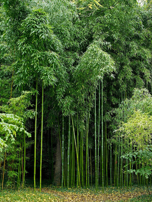 Peut-on mixer plusieurs variétés de bambous ?