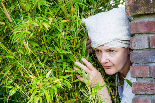 La meilleure plante pour protéger son vis-à-vis : pourquoi le bambou est le choix idéal
