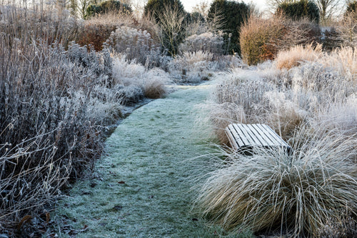 Le top 5 des plantes pour l'hiver