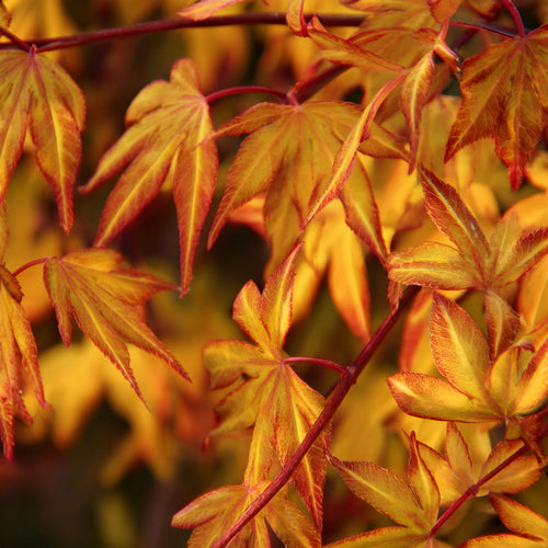 Quel sol et quelle exposition pour un érable Katsura en pleine santé ?