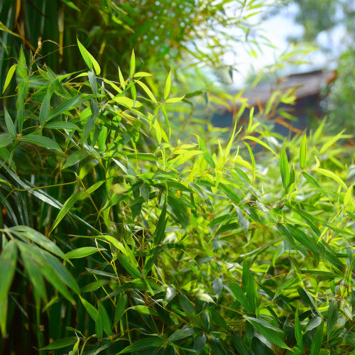 Phyllostachys aurea : tout savoir pour bien cultiver ce bambou traçant au jardin