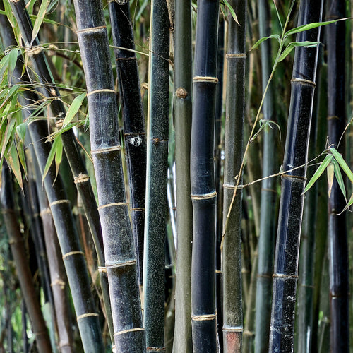 Bambou noir et jardin zen : une alliance naturelle et esthétique