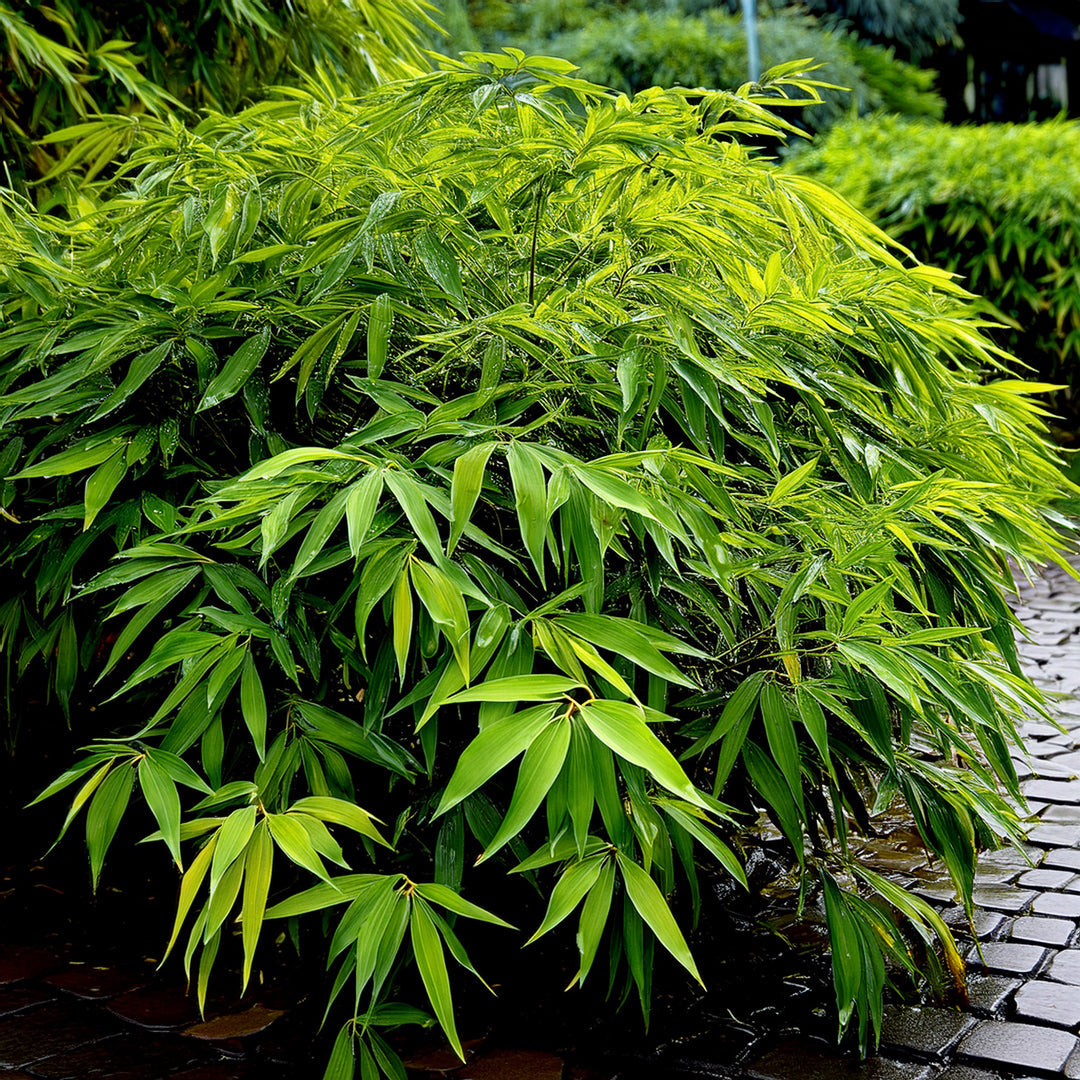 Bambous nains : lesquels choisir pour un petit jardin ou une terrasse ?