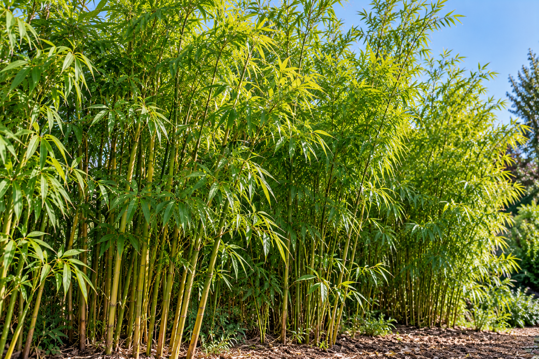 Rhizome de bambou : profondeur, propagation et solutions pour le contenir