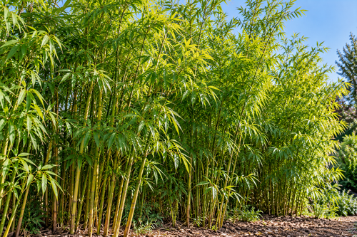 Rhizome de bambou : profondeur, propagation et solutions pour le contenir